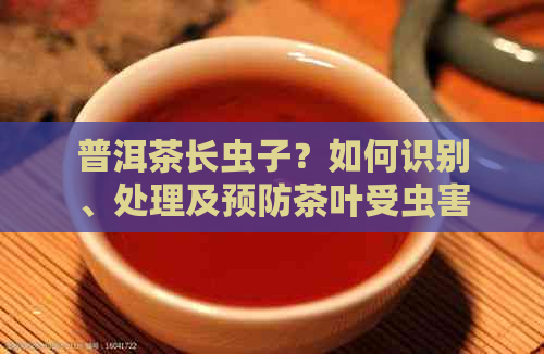 普洱茶长虫子？如何识别、处理及预防茶叶受虫害的方法一文解析