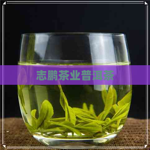 志鹏茶业普洱茶