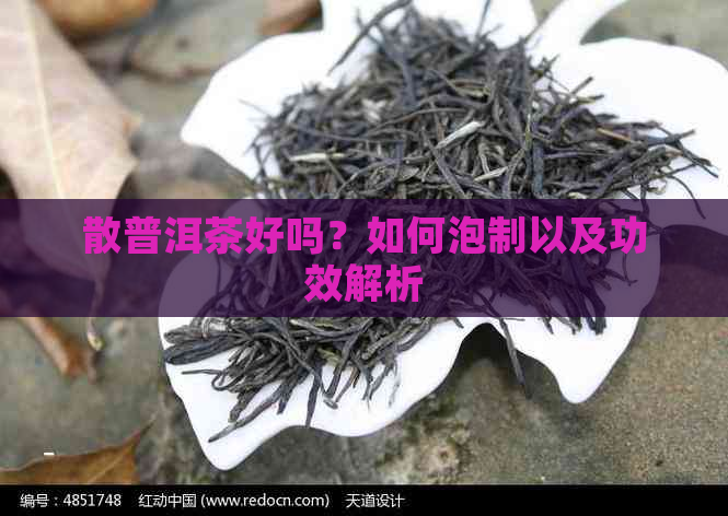 散普洱茶好吗？如何泡制以及功效解析