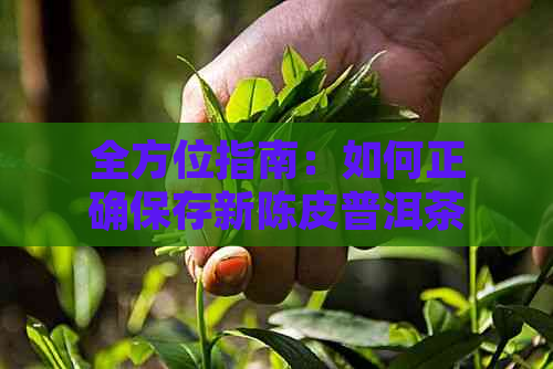 全方位指南：如何正确保存新陈皮普洱茶以保持其风味和品质