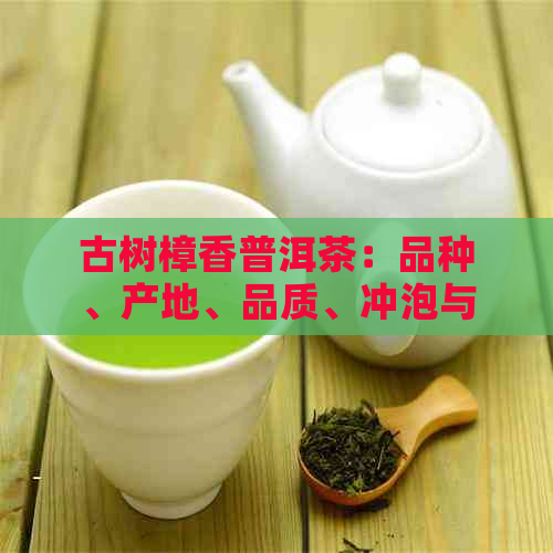 古树樟香普洱茶：品种、产地、品质、冲泡与收藏全方位解析