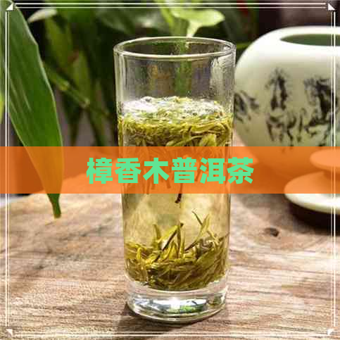 樟香木普洱茶