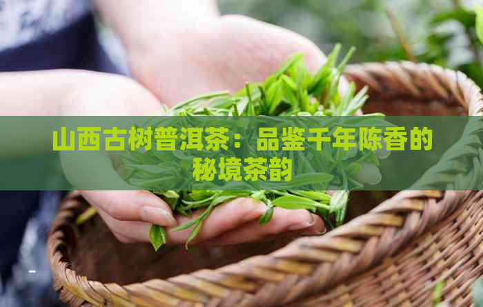 山西古树普洱茶：品鉴千年陈香的秘境茶韵