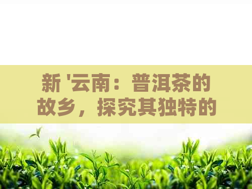 新 '云南：普洱茶的故乡，探究其独特的产地魅力'