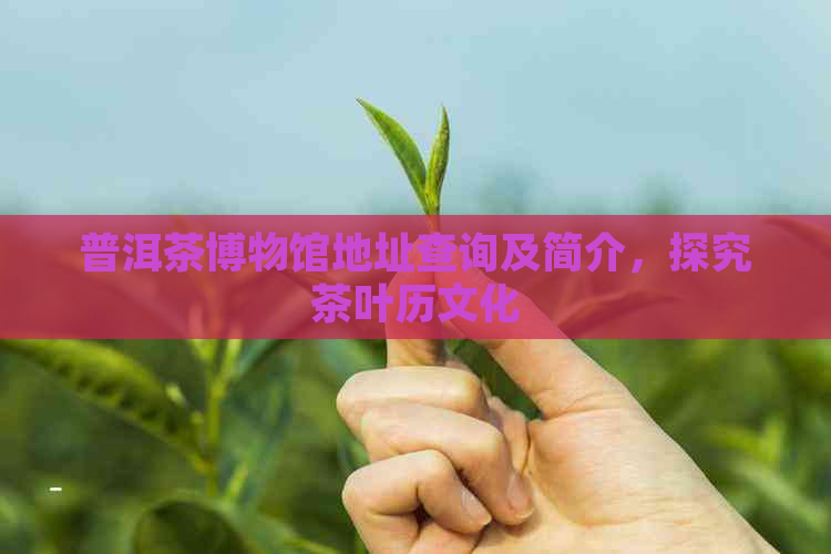 普洱茶博物馆地址查询及简介，探究茶叶历文化