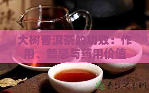 大树普洱茶的功效：作用、禁忌与药用价值全解析