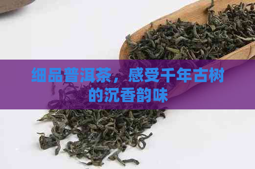 细品普洱茶，感受千年古树的沉香韵味