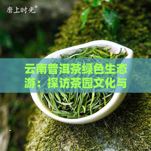 云南普洱茶绿色生态游：探访茶园文化与自然之美