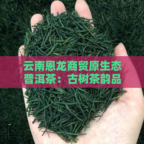 云南恩龙商贸原生态普洱茶：古树茶韵品鉴之旅