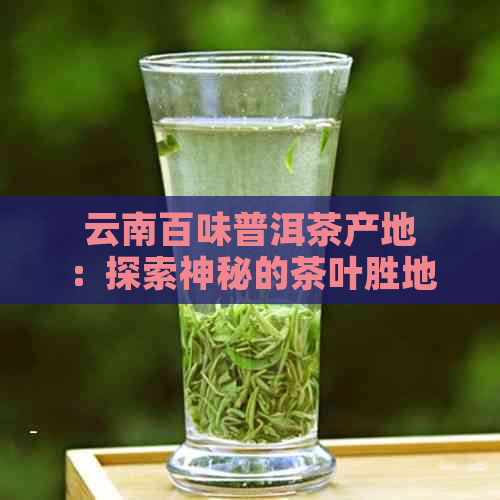 云南百味普洱茶产地：探索神秘的茶叶胜地及其独特风味