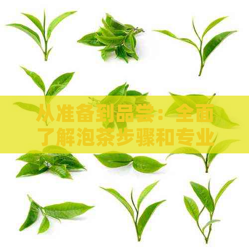 从准备到品尝：全面了解泡茶步骤和专业术语，让你成为泡茶高手