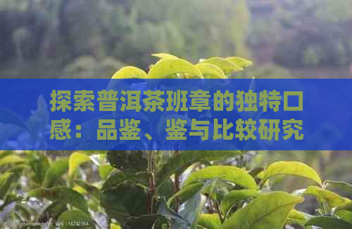 探索普洱茶班章的独特口感：品鉴、鉴与比较研究