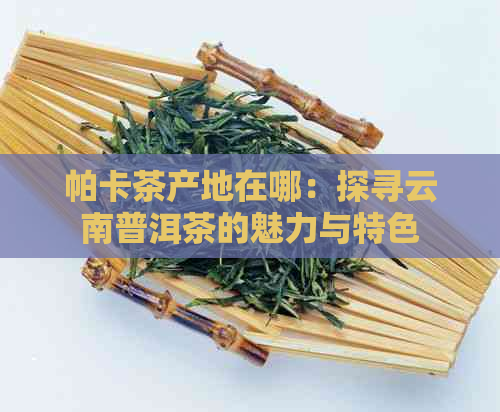 帕卡茶产地在哪：探寻云南普洱茶的魅力与特色