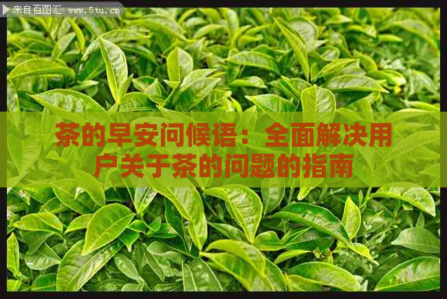 茶的早安问候语：全面解决用户关于茶的问题的指南