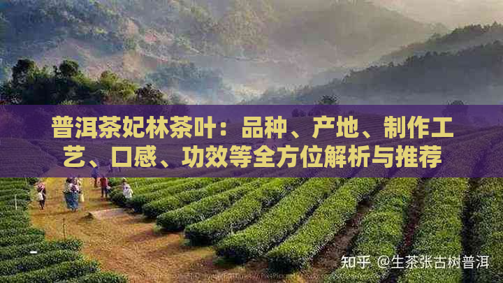 普洱茶妃林茶叶：品种、产地、制作工艺、口感、功效等全方位解析与推荐