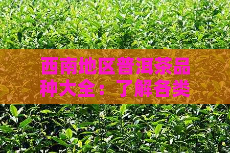 西南地区普洱茶品种大全：了解各类型茶叶的特点与品鉴方法