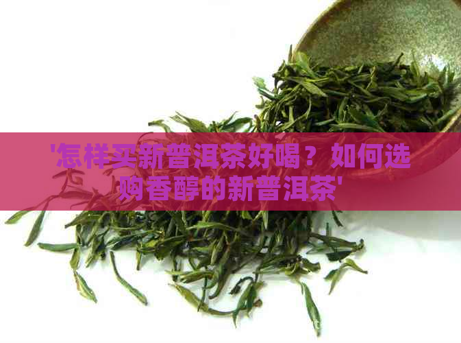 '怎样买新普洱茶好喝？如何选购香醇的新普洱茶'