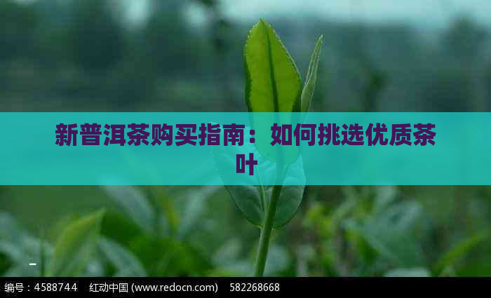 新普洱茶购买指南：如何挑选优质茶叶