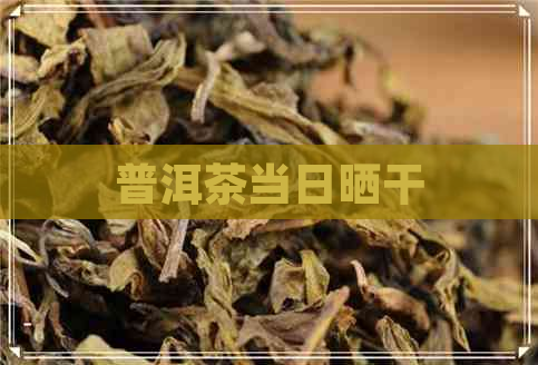 普洱茶当日晒干