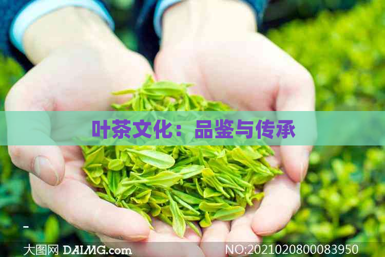 叶茶文化：品鉴与传承