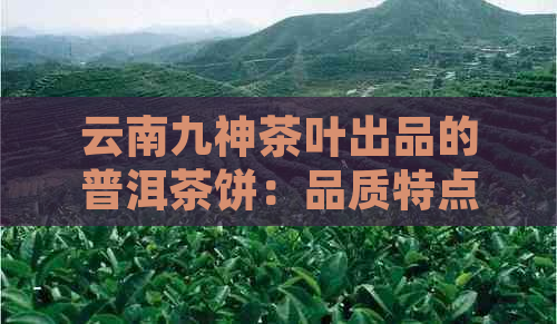 云南九神茶叶出品的普洱茶饼：品质特点、制作工艺与品尝体验全面解析