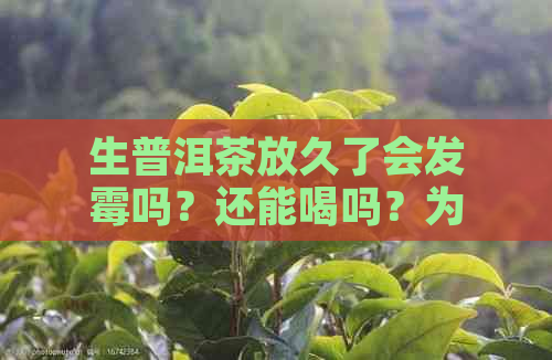 生普洱茶放久了会发霉吗？还能喝吗？为什么？会不苦吗？会变成熟普洱茶吗？