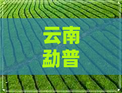 云南勐普洱茶