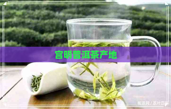 宫明普洱茶产地