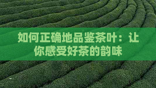 如何正确地品鉴茶叶：让你感受好茶的韵味