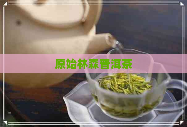 原始林森普洱茶