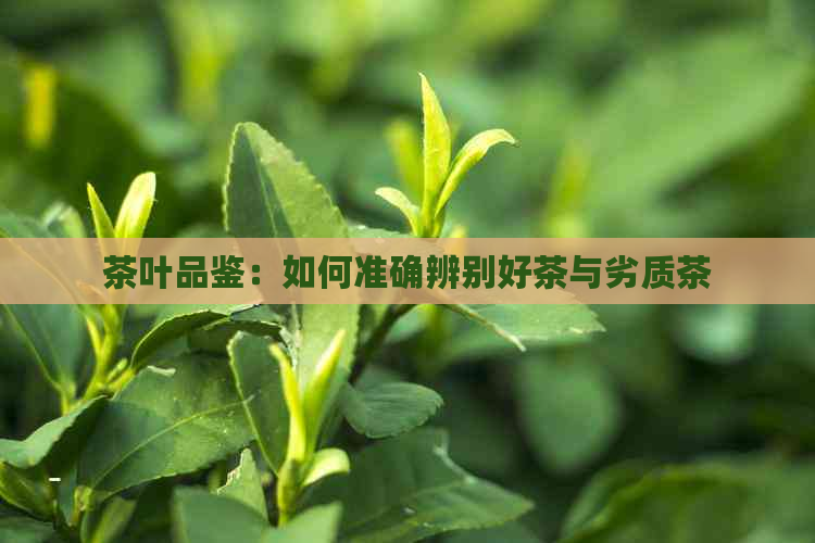 茶叶品鉴：如何准确辨别好茶与劣质茶