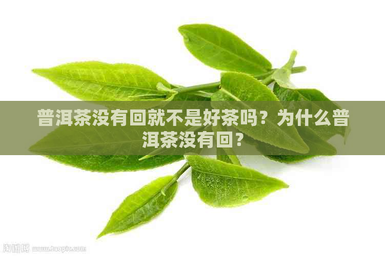 普洱茶没有回就不是好茶吗？为什么普洱茶没有回？