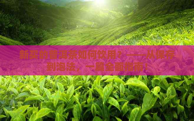 新买的普洱茶如何饮用？——从保存到泡法，一篇全面指南！