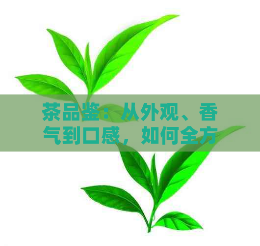 茶品鉴：从外观、香气到口感，如何全方位判断茶的好坏？