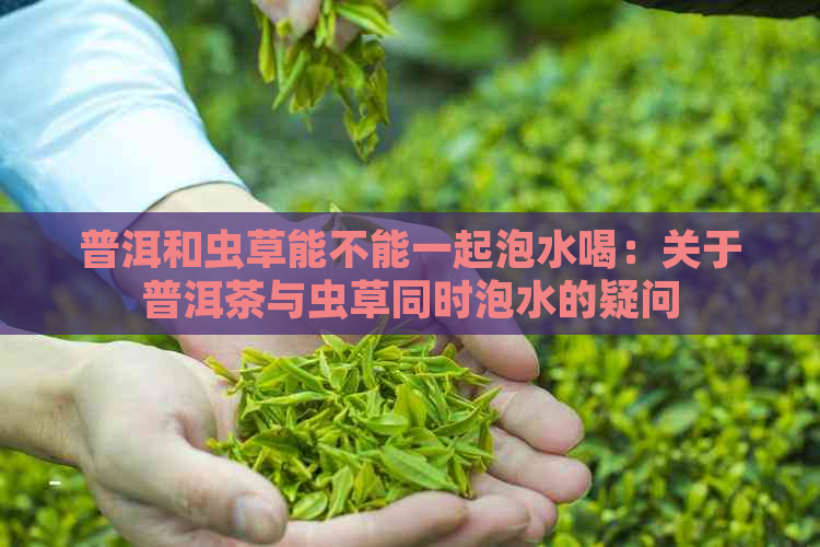 普洱和虫草能不能一起泡水喝：关于普洱茶与虫草同时泡水的疑问