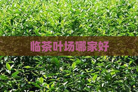 临茶叶场哪家好