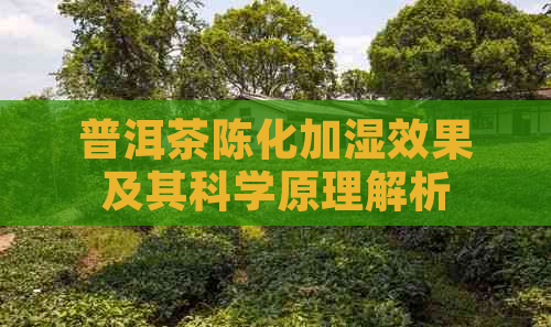 普洱茶陈化加湿效果及其科学原理解析