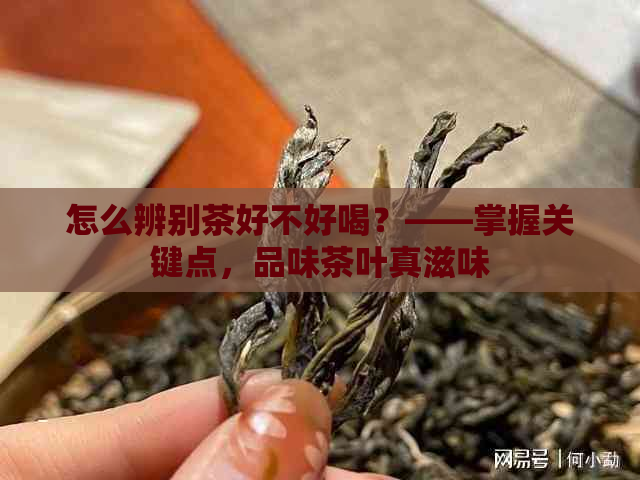 怎么辨别茶好不好喝？——掌握关键点，品味茶叶真滋味