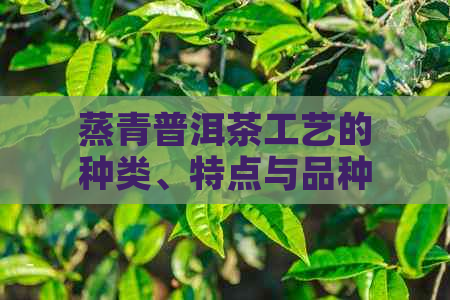 蒸青普洱茶工艺的种类、特点与品种：完整解析