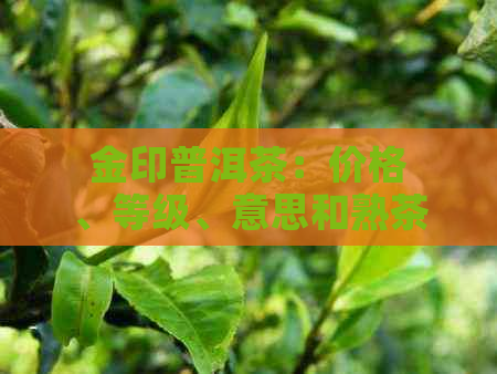 金印普洱茶：价格、等级、意思和熟茶的完整指南