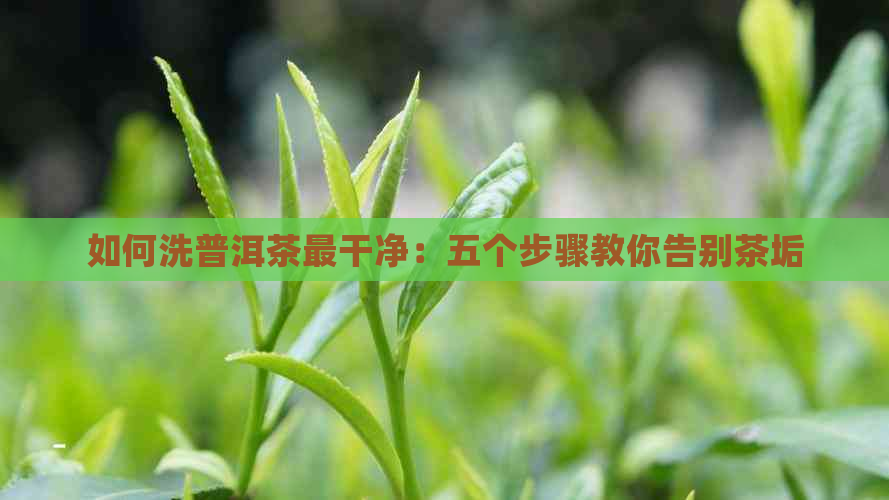 如何洗普洱茶最干净：五个步骤教你告别茶垢