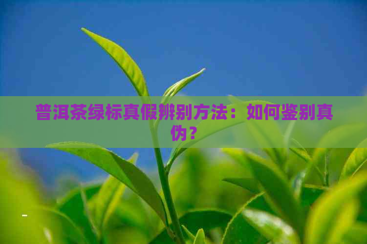 普洱茶绿标真假辨别方法：如何鉴别真伪？