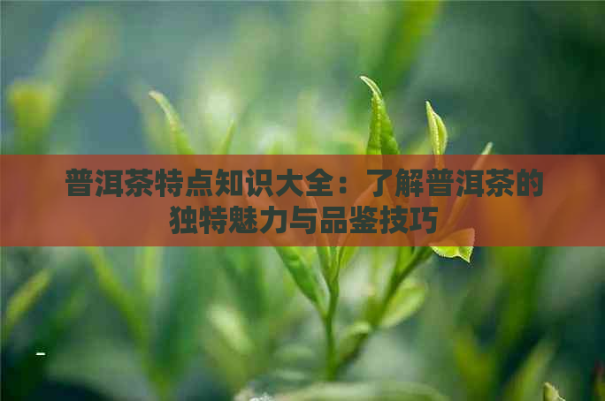 普洱茶特点知识大全：了解普洱茶的独特魅力与品鉴技巧