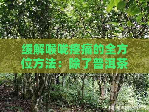 缓解喉咙疼痛的全方位方法：除了普洱茶，还有哪些有效选择？