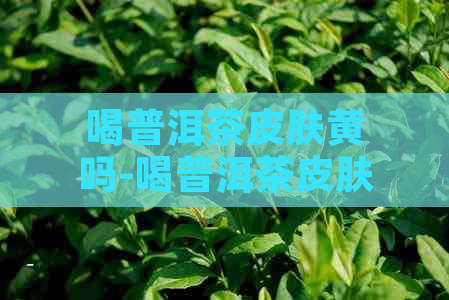 喝普洱茶皮肤黄吗-喝普洱茶皮肤黄吗怎么回事