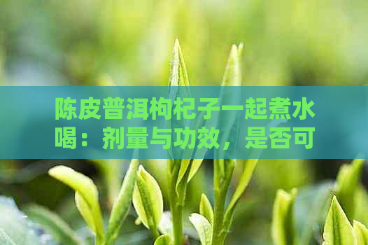 陈皮普洱枸杞子一起煮水喝：剂量与功效，是否可以泡茶