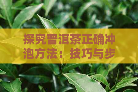 探究普洱茶正确冲泡方法：技巧与步骤详解