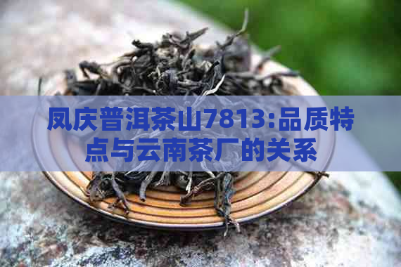 凤庆普洱茶山7813:品质特点与云南茶厂的关系