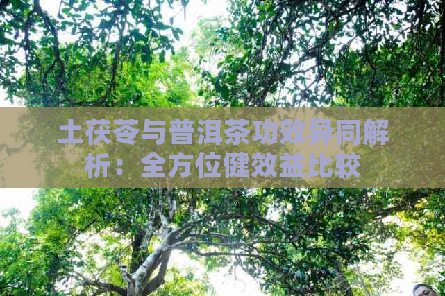 土茯苓与普洱茶功效异同解析：全方位健效益比较