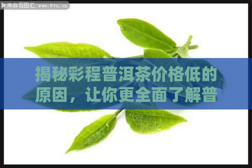 揭秘彩程普洱茶价格低的原因，让你更全面了解普洱茶市场